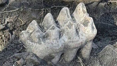 Mandíbula de mastodonte descoberta no quintal por um homem de Nova York: ScienceAlert