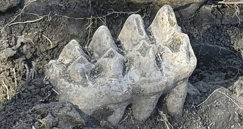 Mandíbula de mastodonte descoberta no quintal por um homem de Nova York: ScienceAlert