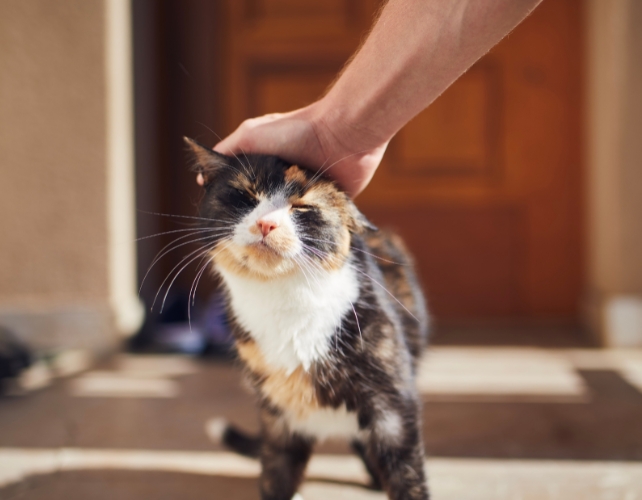 Uma mão dando tapinhas na cabeça de um gato