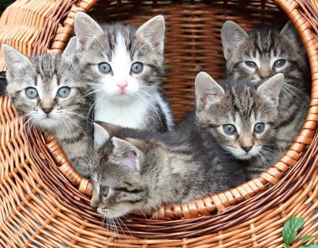 Gatinhos em uma cesta