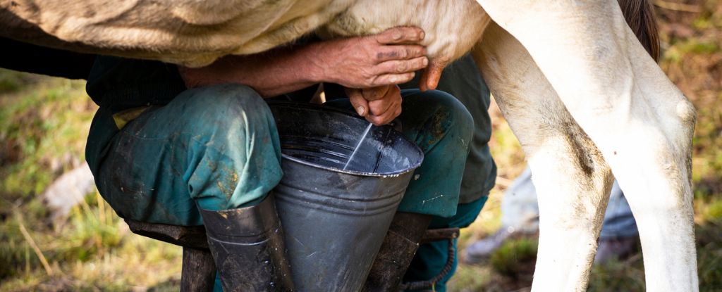 Os vírus da gripe no leite cru refrigerado podem permanecer infecciosos por dias: ScienceAlert