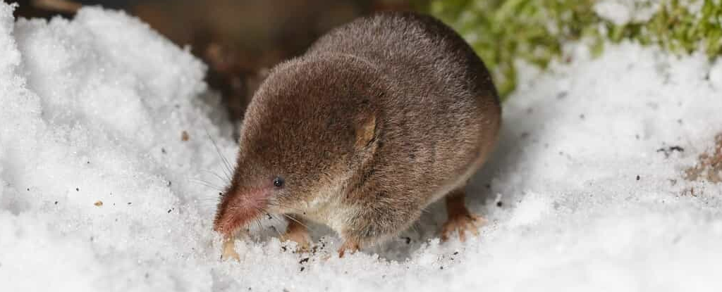 Este animal pode encolher o cérebro e finalmente sabemos como: ScienceAlert