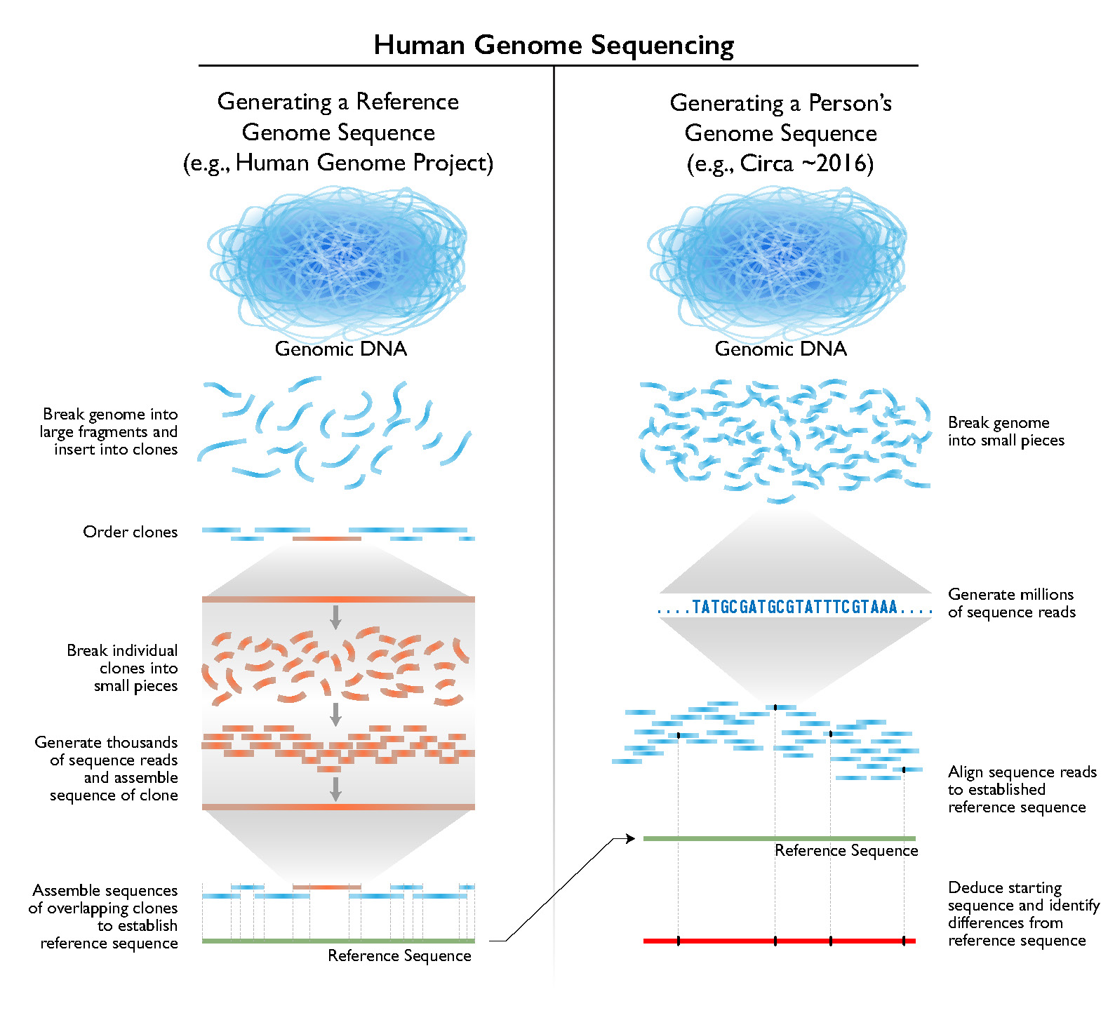 Método original de sequenciamento do genoma humano e como os genomas individuais são agora sequenciados