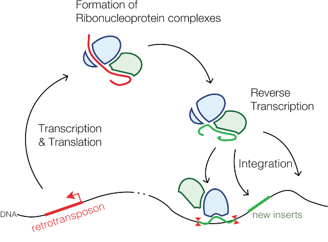 diagrama de inserção de retrotransposon