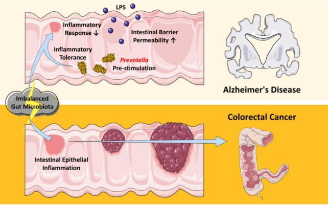 Um gráfico mostrando processos no intestino