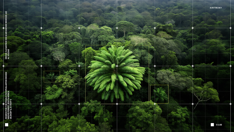 Grande samambaia como planta em floresta verde