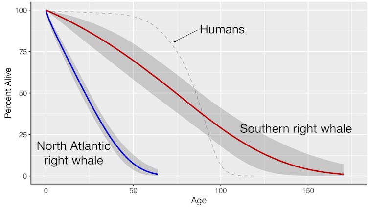 gráfico que ilustra a proporção de indivíduos em duas espécies de baleias que estão vivos em várias idades, com linha de comparação para pessoas