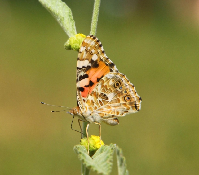 Uma borboleta 