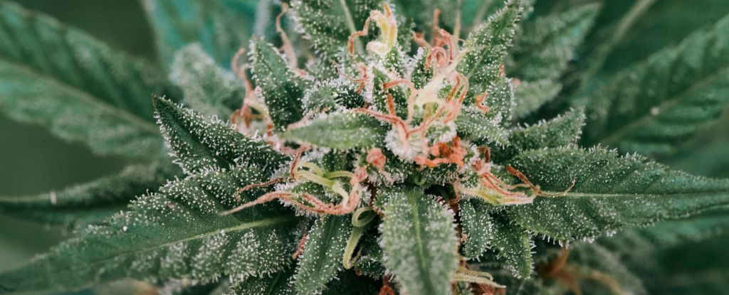 CBD e THC na cannabis não interagem como pensávamos: ScienceAlert