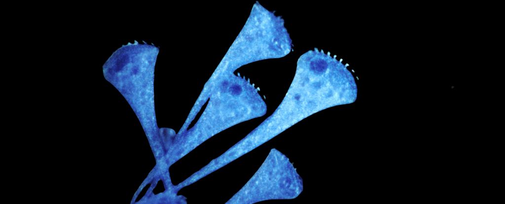 Células individuais parecem ser capazes de uma forma complexa de aprendizagem: ScienceAlert