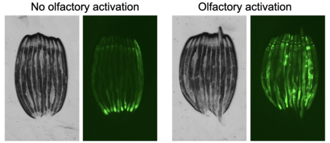 Quatro imagens lado a lado de nematóides, com a segunda e a quarta imagens mostrando coloração verde fluorescente