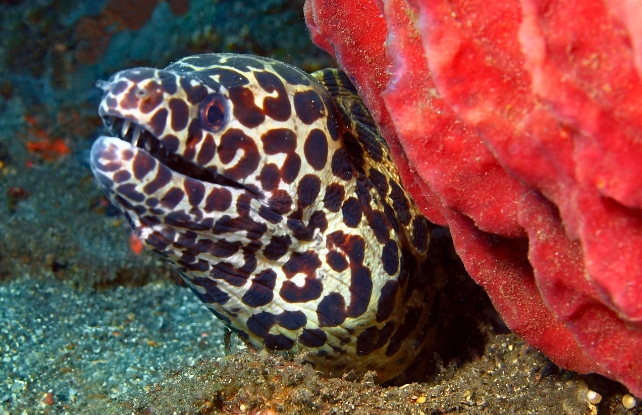 Uma moreia aparecendo por trás de um coral vermelho