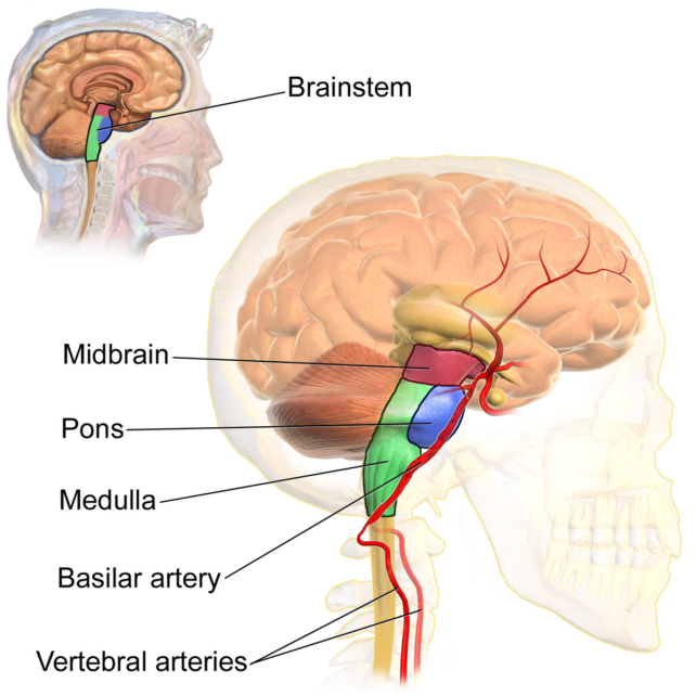 Anatomia do tronco cerebral