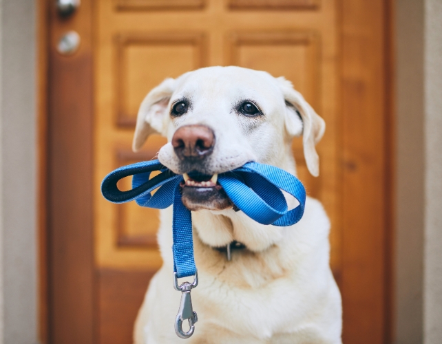 Um cachorro segurando uma coleira azul na boca