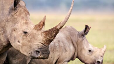 Cientistas tornam radioativos chifres de rinocerontes vivos para combater a caça furtiva na África do Sul: ScienceAlert