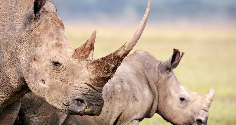 Cientistas tornam radioativos chifres de rinocerontes vivos para combater a caça furtiva na África do Sul: ScienceAlert