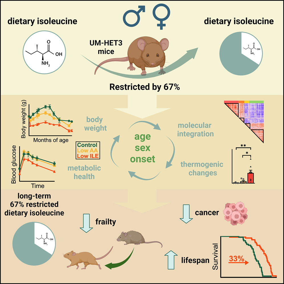 O resumo gráfico mostra que a isoleucina na dieta foi restringida em 67%, gráficos mostrando a glicemia e o peso corporal diminuindo ao longo do tempo/idade, respectivamente, redução da fragilidade e do câncer, aumento da expectativa de vida (a sobrevida melhorou em 33%)