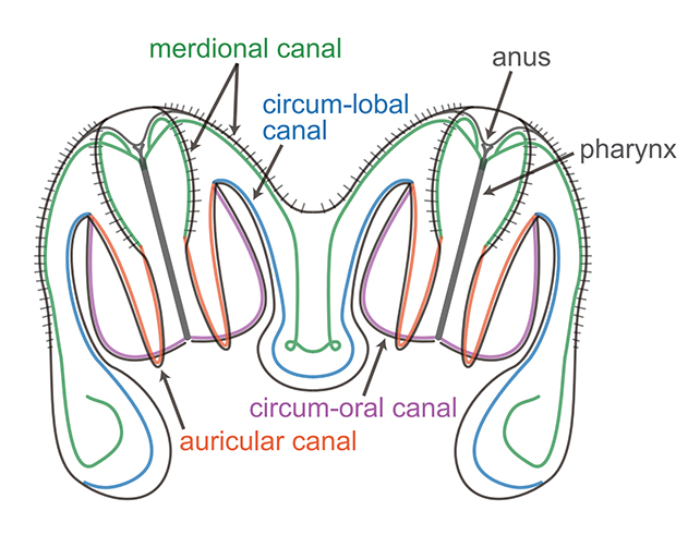 Diagrama de geleias de favo fundidas