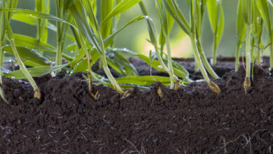 Essas plantas resistentes descobriram como 'cultivar' micróbios em seu solo: ScienceAlert