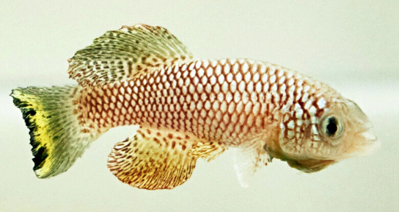 Esses pequenos peixes 'desbloquearam' genes antigos para sobreviver a secas de meses de duração: ScienceAlert