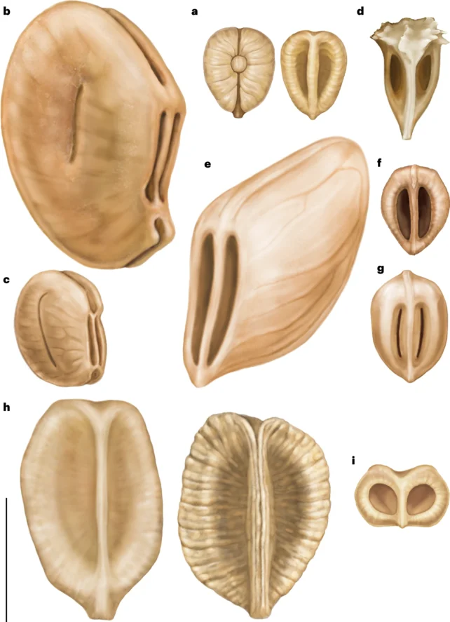 Ilustrações de sementes de uva