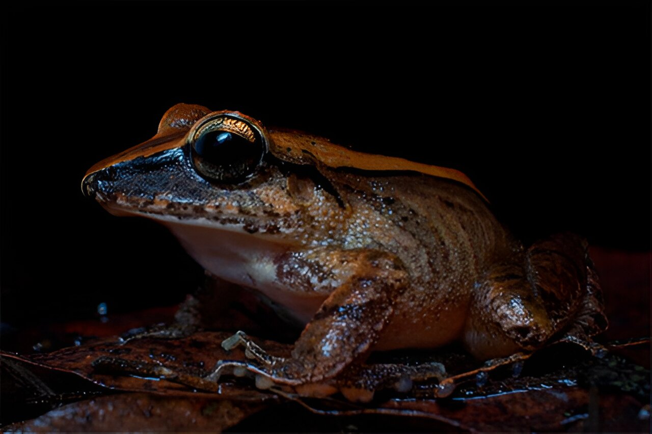 foto do perfil do sapo com serapilheira em um fundo preto. tem pele manchada de marrom e um grande olho preto, formato de cabeça pontiaguda.