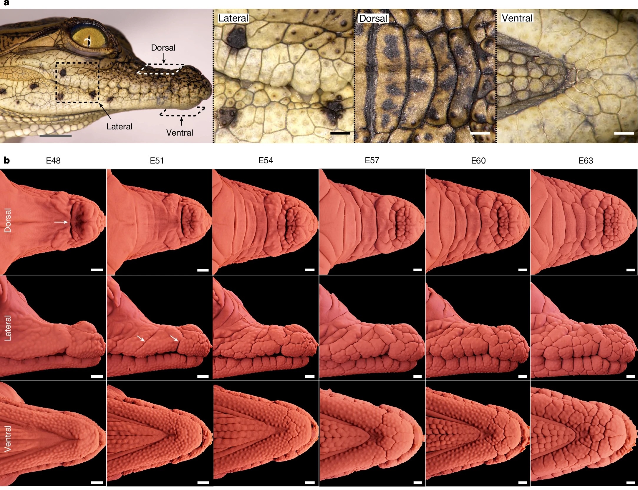 mandíbula do embrião de crocodilo mostrada de três ângulos e, em seguida, uma série de imagens de microscopia de fluorescência de folha de luz também de três ângulos diferentes, mostrando como a mandíbula do embrião de crocodilo fica mais enrugada durante o desenvolvimento