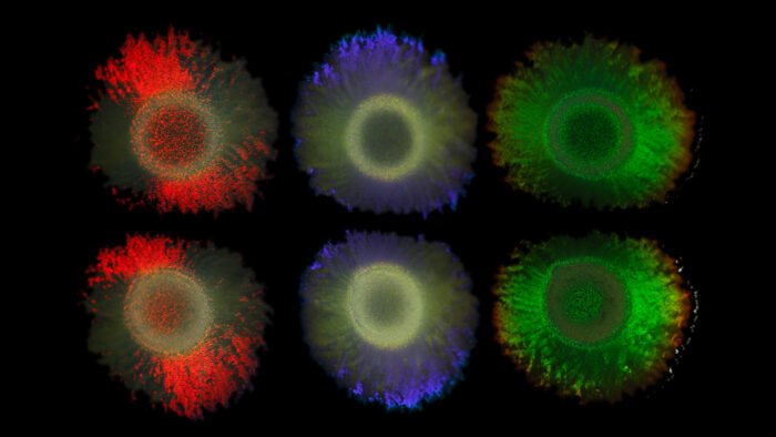 Seis colônias de bactérias mostrando três cores estruturais diferentes