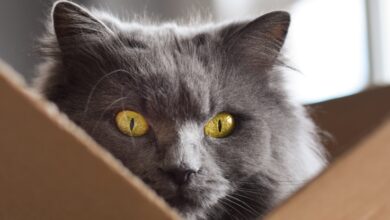 Físicos estabelecem novo recorde quântico com o 'gato Schrödinger' mais pesado até agora: ScienceAlert