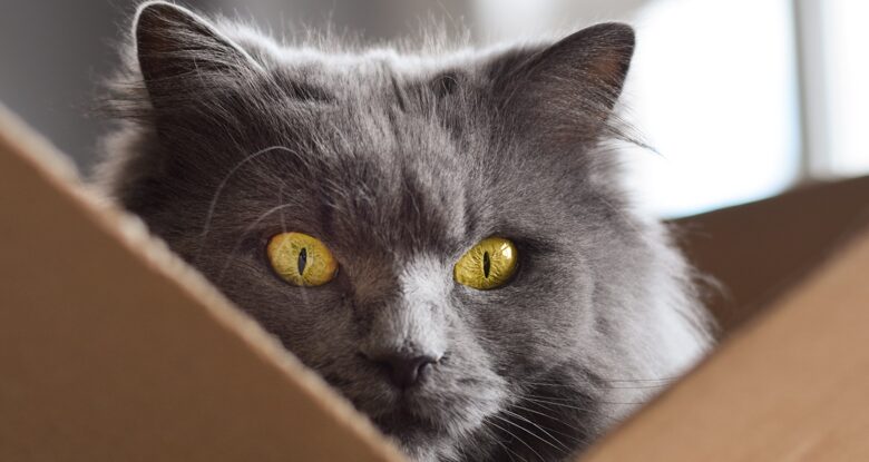 Físicos estabelecem novo recorde quântico com o 'gato Schrödinger' mais pesado até agora: ScienceAlert