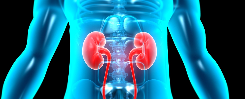 Forever Chemicals pode danificar a função renal, mostram as evidências: ScienceAlert