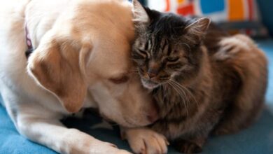 Gatos mostram sinais de tristeza quando outros animais de estimação morrem… Até mesmo cães: ScienceAlert