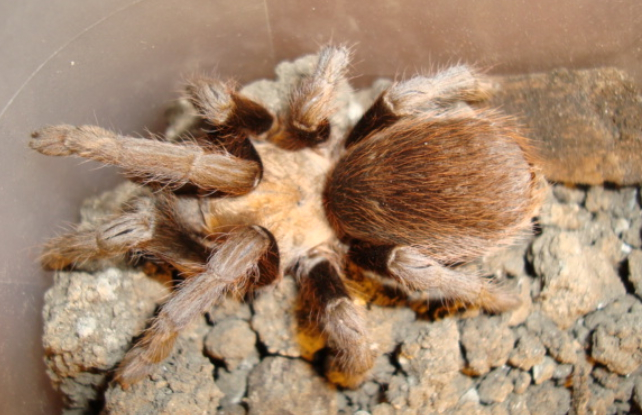 Aranha marrom do Texas em um tanque