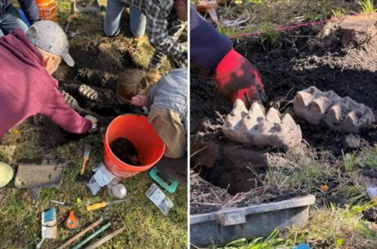 duas fotos lado a lado mostram a equipe escavando os dentes da camada superficial do solo de um quintal gramado.