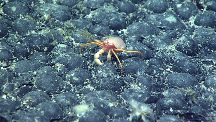 Caranguejo subindo sobre um campo de rochas esféricas pretas no fundo do oceano