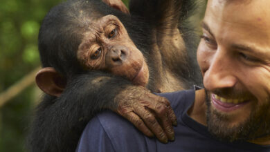 O coração humano é único entre os mamíferos por este motivo principal: ScienceAlert