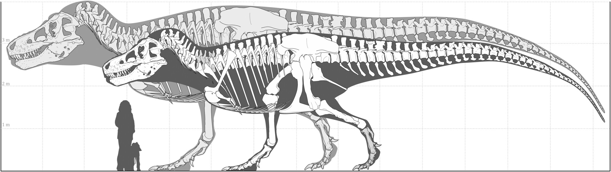 um gráfico mostrando o maior contorno do esqueleto de t-rex conhecido do mundo, contra um contorno do maior esqueleto de t-rex possível previsto. um humano também é mostrado em escala, atingindo apenas a altura da perna do t-rex.