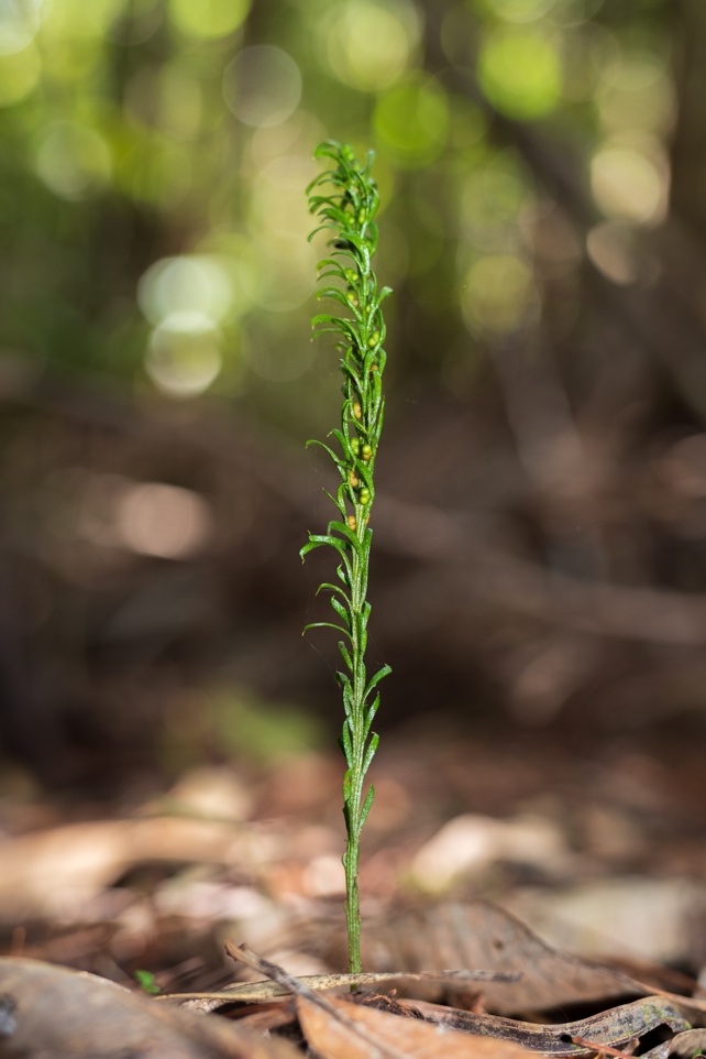 pequena planta verde