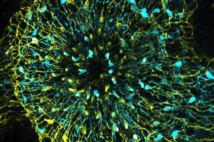 microscopia fluorescente de células nervosas da hidra revelando duas populações diferentes de células nervosas