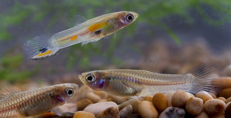 Três guppies (vista lateral), macho em cima, fêmeas em baixo