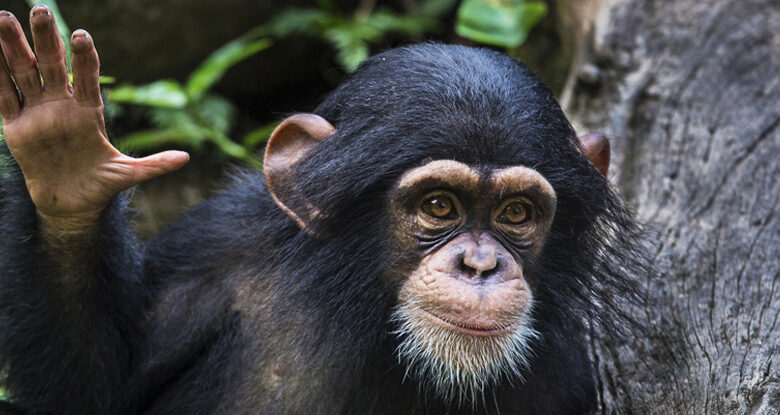 Os chimpanzés têm 'conversas' exatamente como os humanos, descobrem os cientistas: ScienceAlert