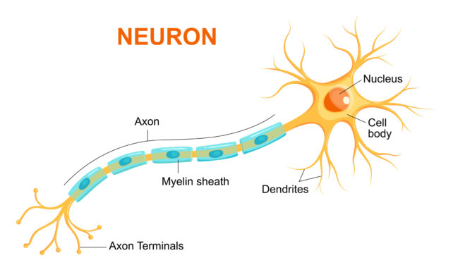 Anatomia dos Neurônios