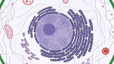 Os óvulos ovarianos vivem um tempo excepcionalmente longo e finalmente sabemos por quê: ScienceAlert