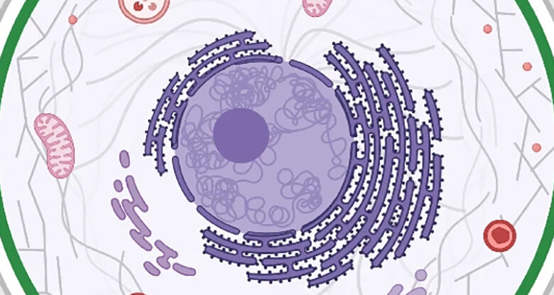 Os óvulos ovarianos vivem um tempo excepcionalmente longo e finalmente sabemos por quê: ScienceAlert