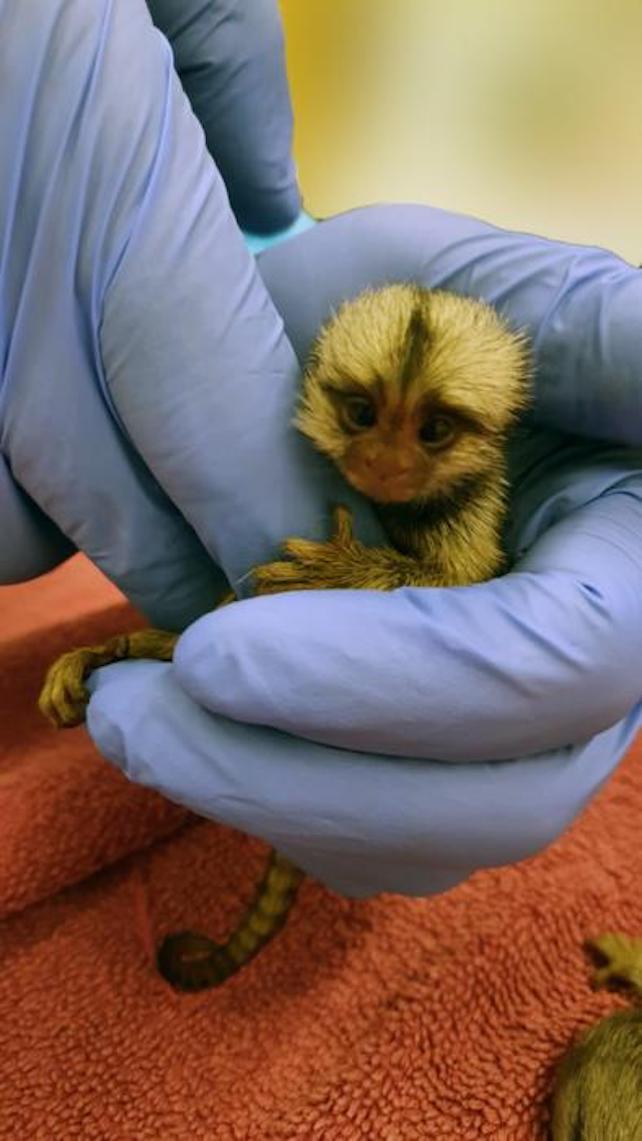 Um bebê macaco sagui comum chamado Bareket