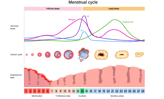 diagrama do ciclo menstrual