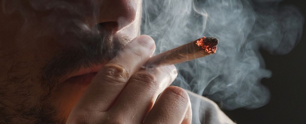 Primeiro grande estudo relaciona transtorno por uso de cannabis a cânceres mortais: ScienceAlert