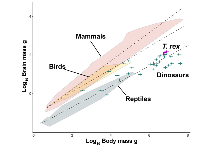 Gráfico traçando a relação entre o cérebro e a massa corporal de pássaros, mamíferos, répteis e dinossauros