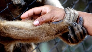 Quando a pandemia chegou, os zoológicos fecharam e os animais começaram a agir de maneira diferente: ScienceAlert