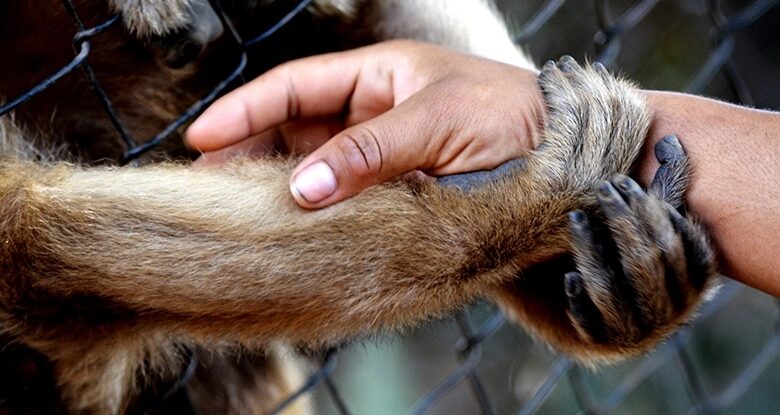 Quando a pandemia chegou, os zoológicos fecharam e os animais começaram a agir de maneira diferente: ScienceAlert